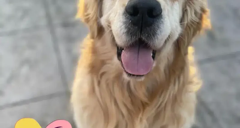 Un Perro de Asistencia en la vida de un Paciente Crónico