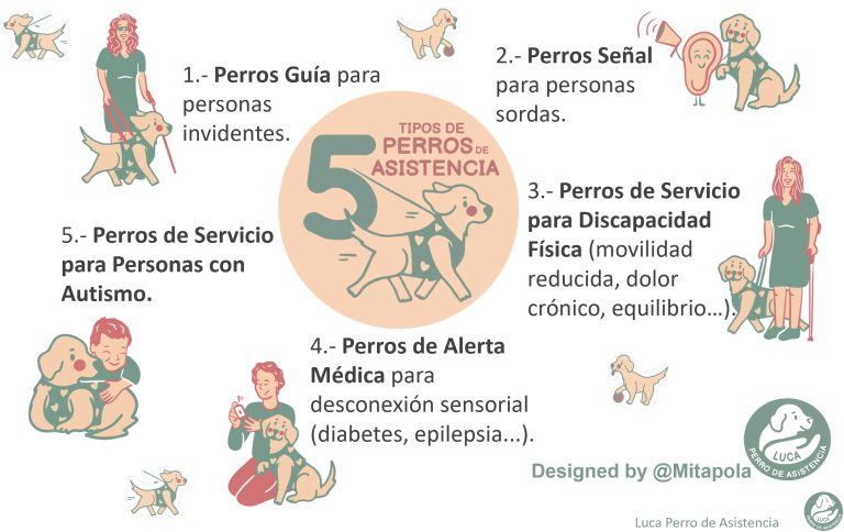 Documentos tipos de perro de asistencia