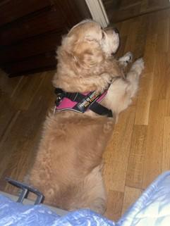 Foto en el estudio durante el programa Más Con Sentidos de nuestro compañero Luca, golden retriever y perro de asistencia de nuestra compañera Isabel Piqueras, posando tumbado en el suelo de parquet a los pies de Isabel, con su peto rosa con el texto “Perro de Asistencia. No tocar